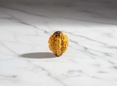 2 Mukhi Nepali Rudraksha