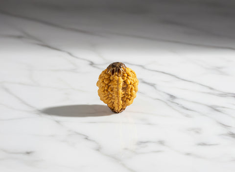 2 Mukhi Nepali Rudraksha