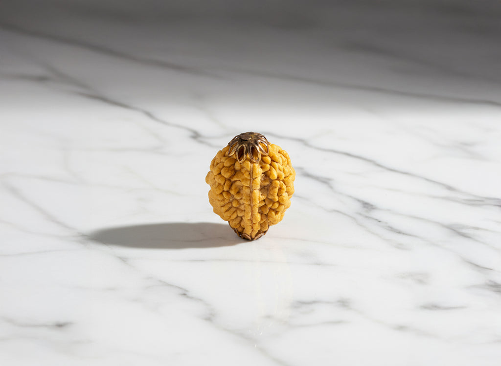 2 mukhi Nepali Rudraksha