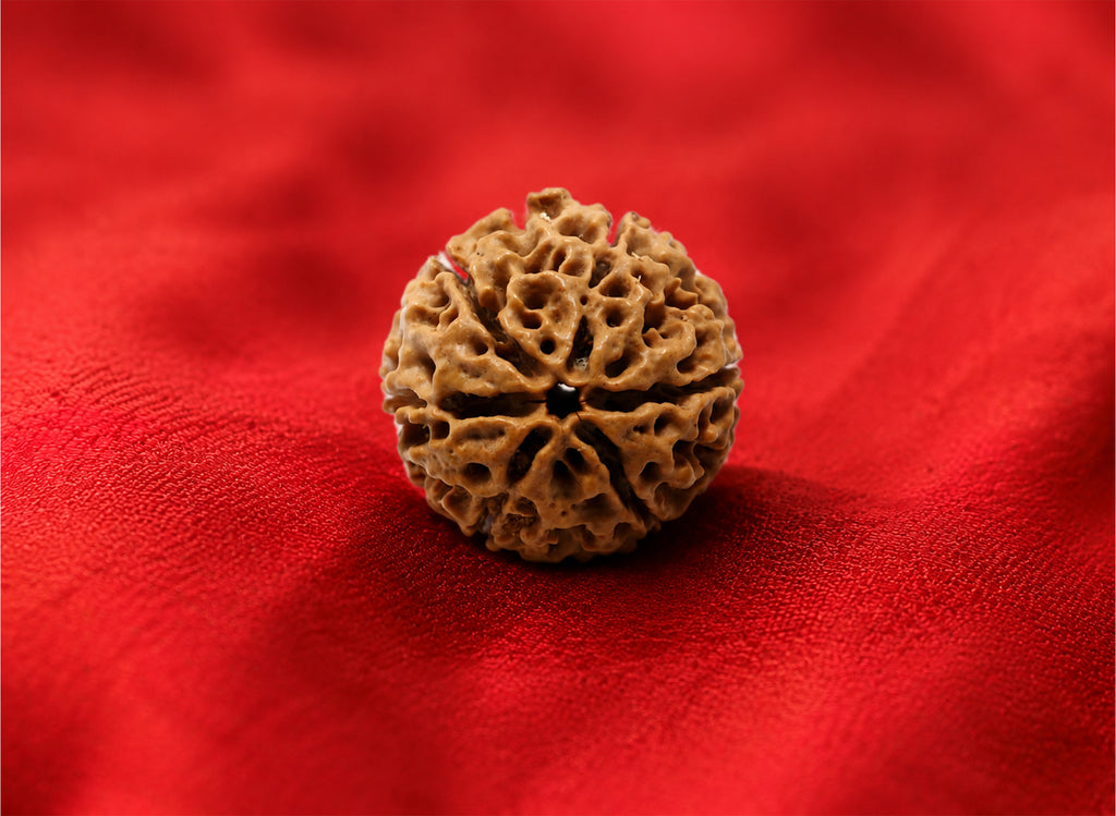6 Mukhi Hybrid Rudraksha (Nepali)