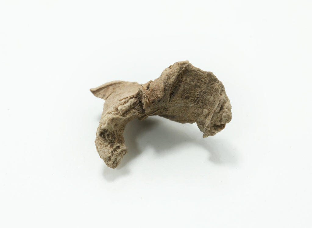 Bharangi Root - Bharangi Ki Jad