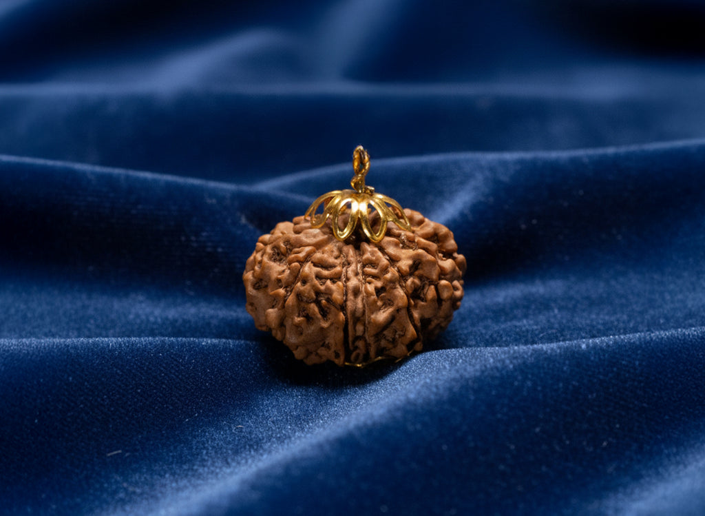 11 Mukhi Original Nepali Rudraksha
