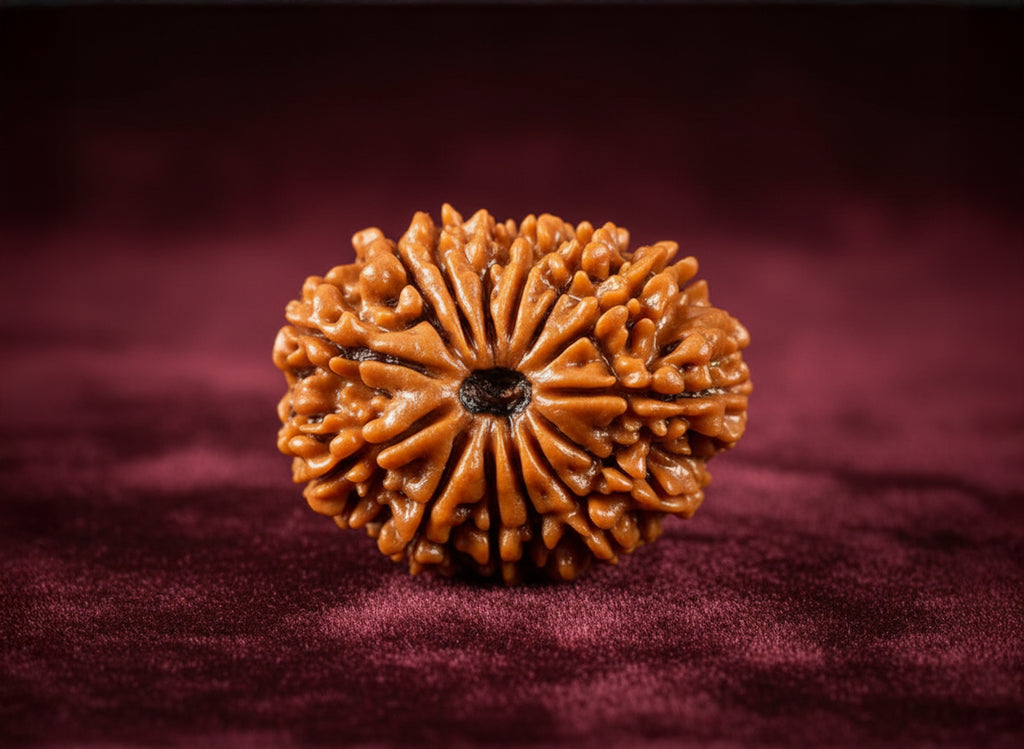 14 Mukhi Rudraksha (Nepali)
