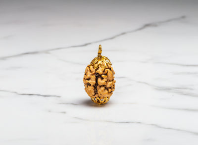 3 Mukhi Indian Rudraksha