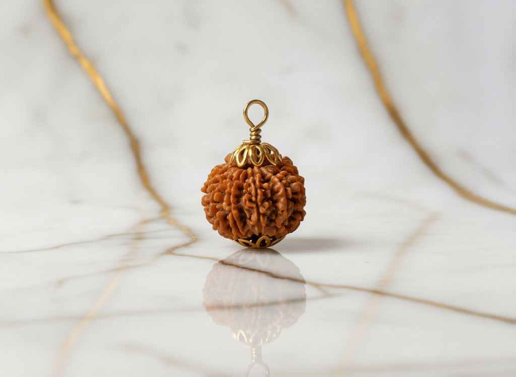 12  Mukhi Original  Nepali Rudraksha