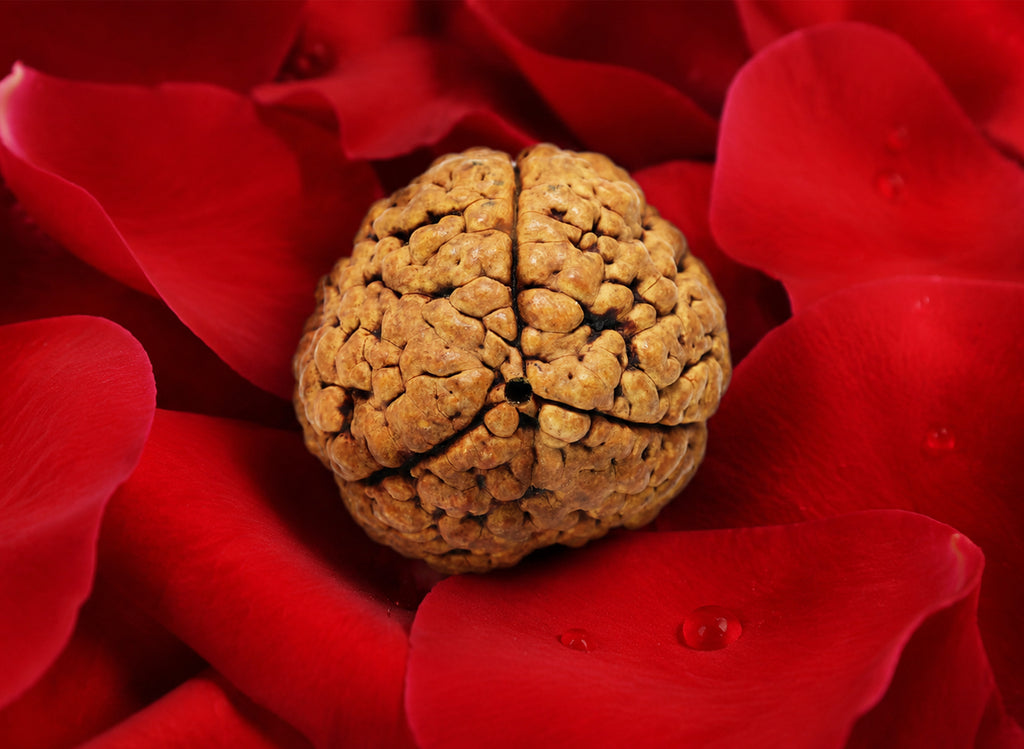 3 Mukhi Hybrid Rudraksha (Nepali)