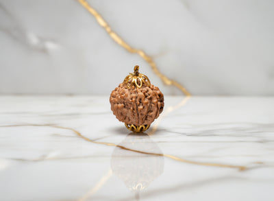 10 Mukhi Rudraksha (Nepali)