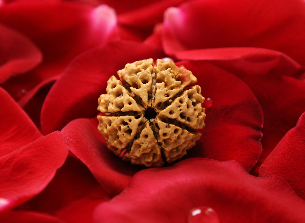 7 Mukhi Hybrid Rudraksha (Nepali)