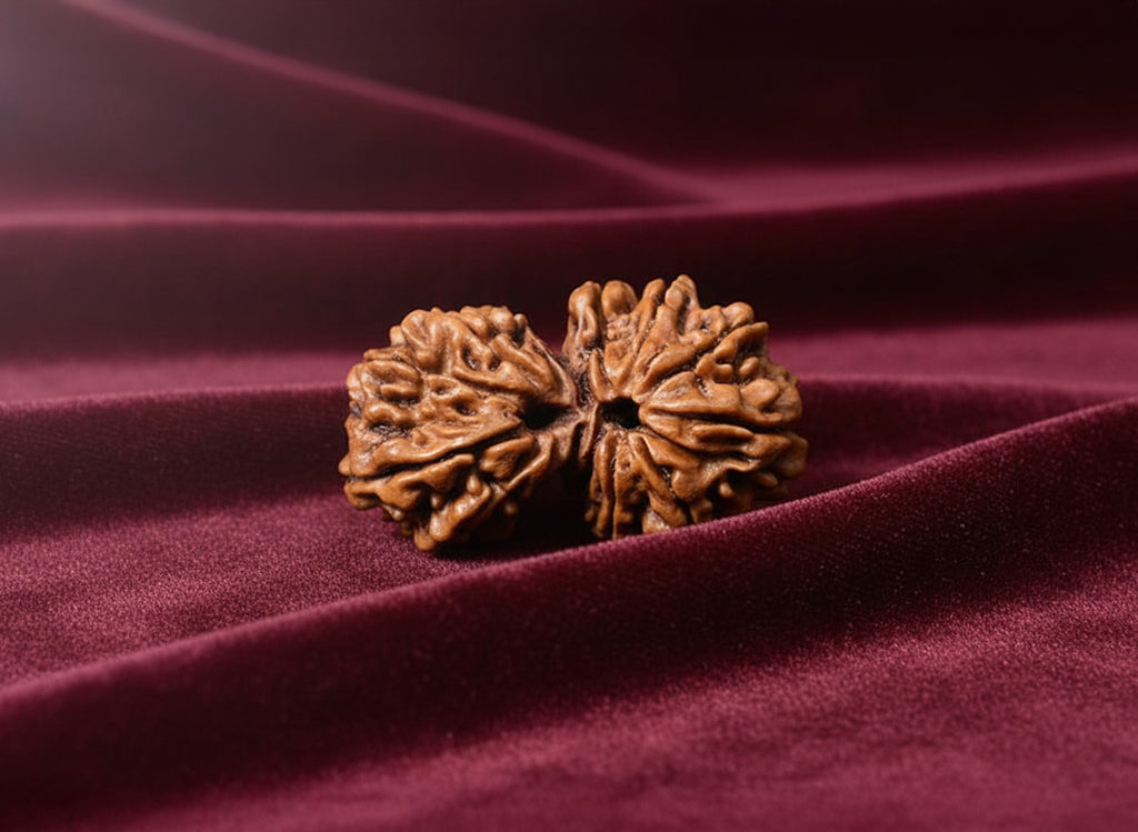 Gauri Shankar Rudraksha