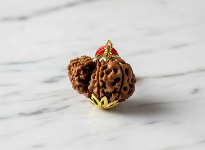 Garbh-Gauri Original Nepali Rudraksha
