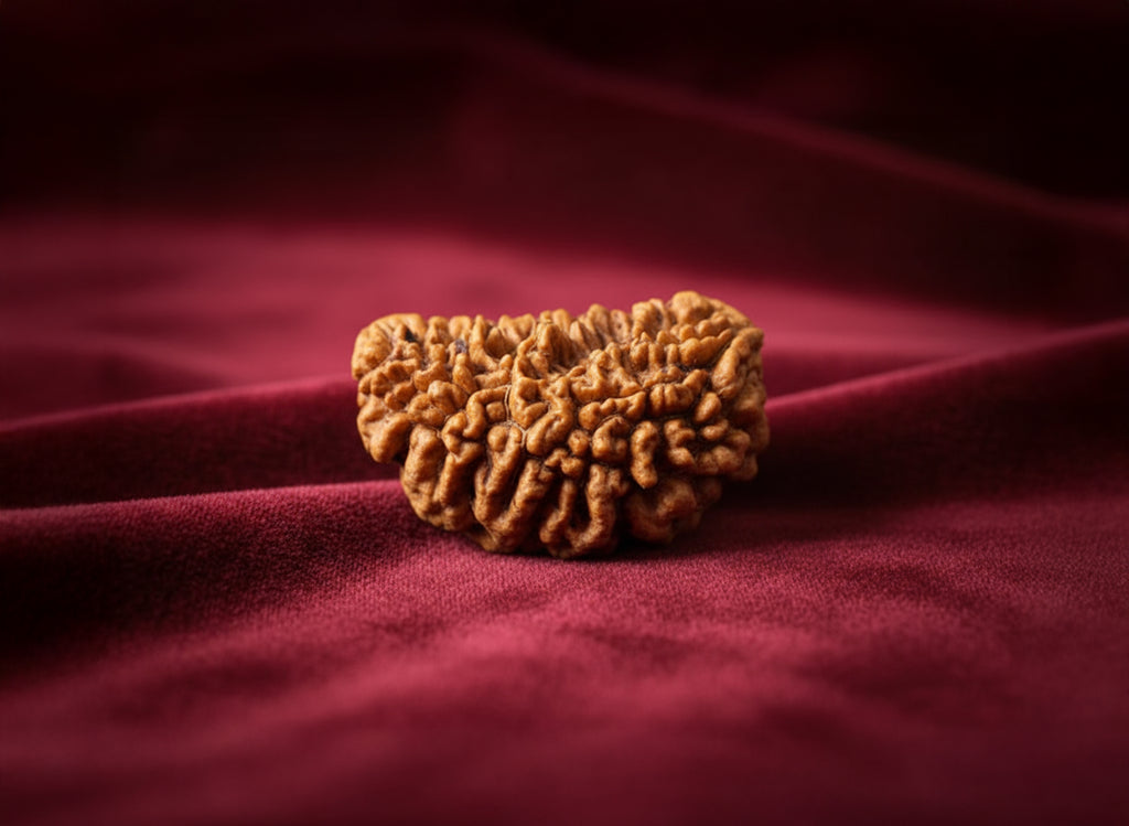 1 Mukhi (Kaju) Rudraksha