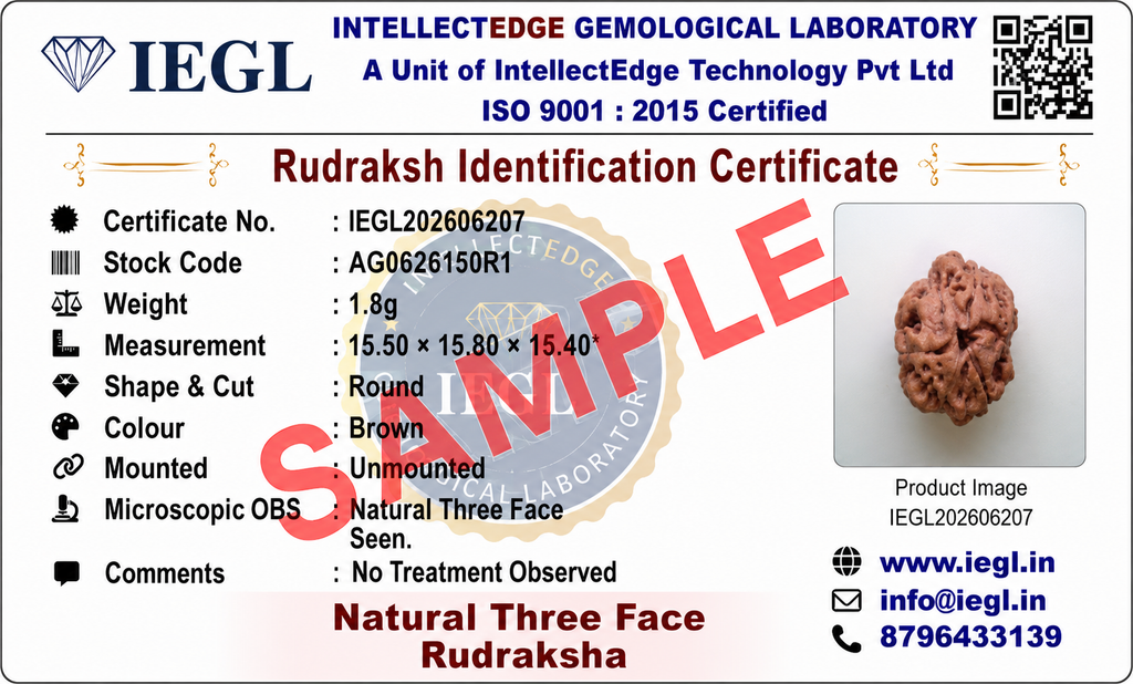 3 Mukhi Nepali Rudraksha