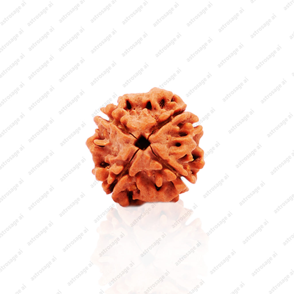 4 Mukhi Original Nepali Rudraksha