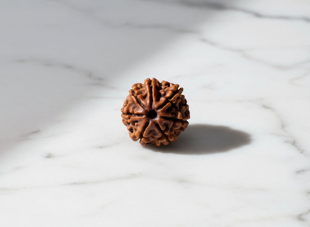 7 Mukhi Original Nepali Rudraksha