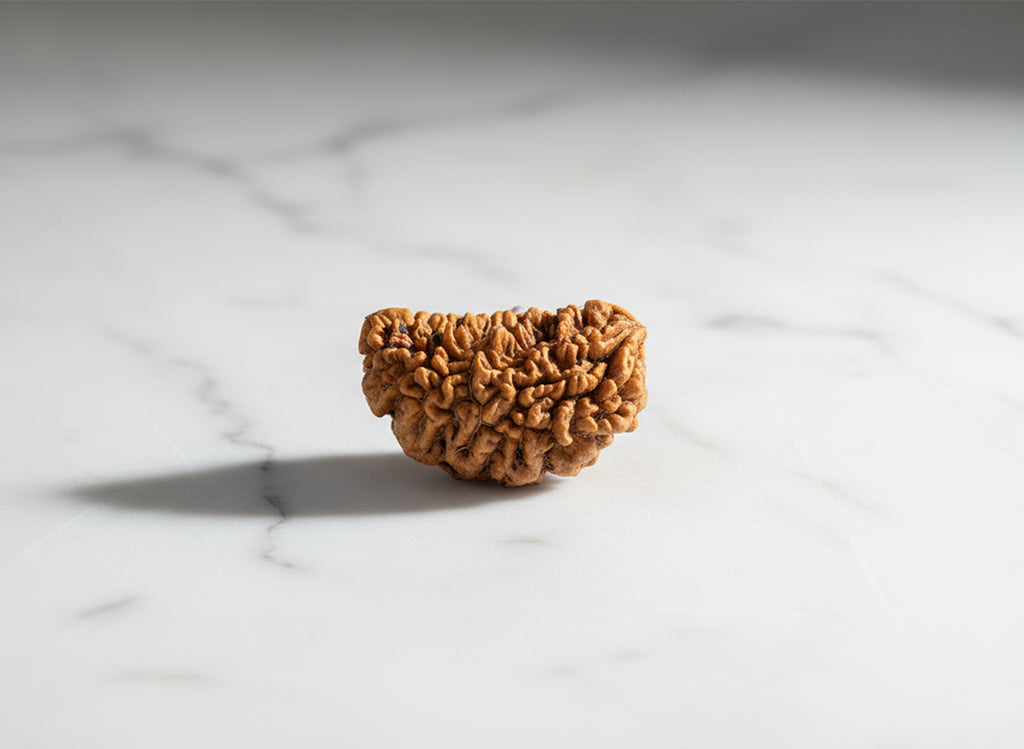1 Mukhi (Kaju) Rudraksha