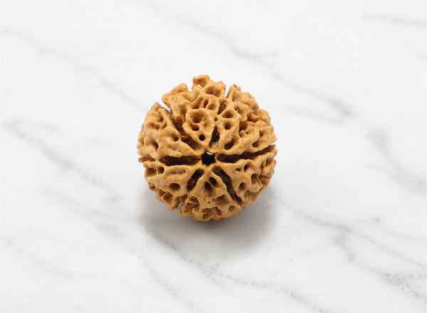 6 Mukhi Hybrid Rudraksha (Nepali)