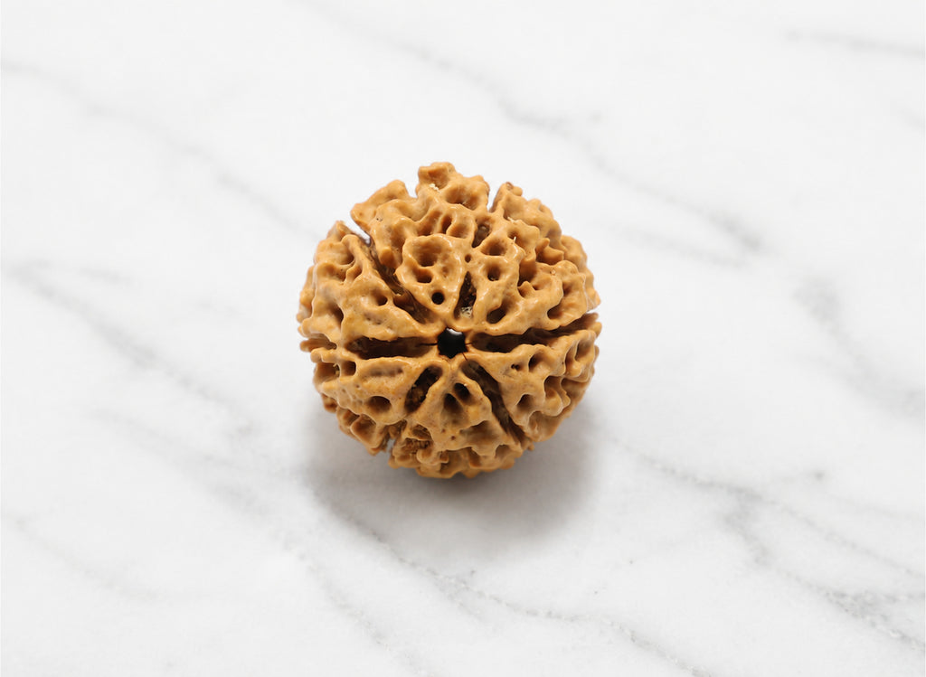 6 Mukhi Hybrid Rudraksha (Nepali)