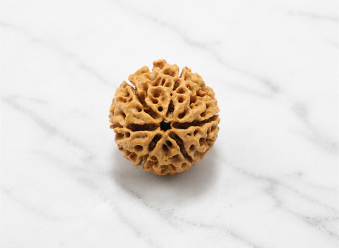 6 Mukhi Hybrid Rudraksha (Nepali)