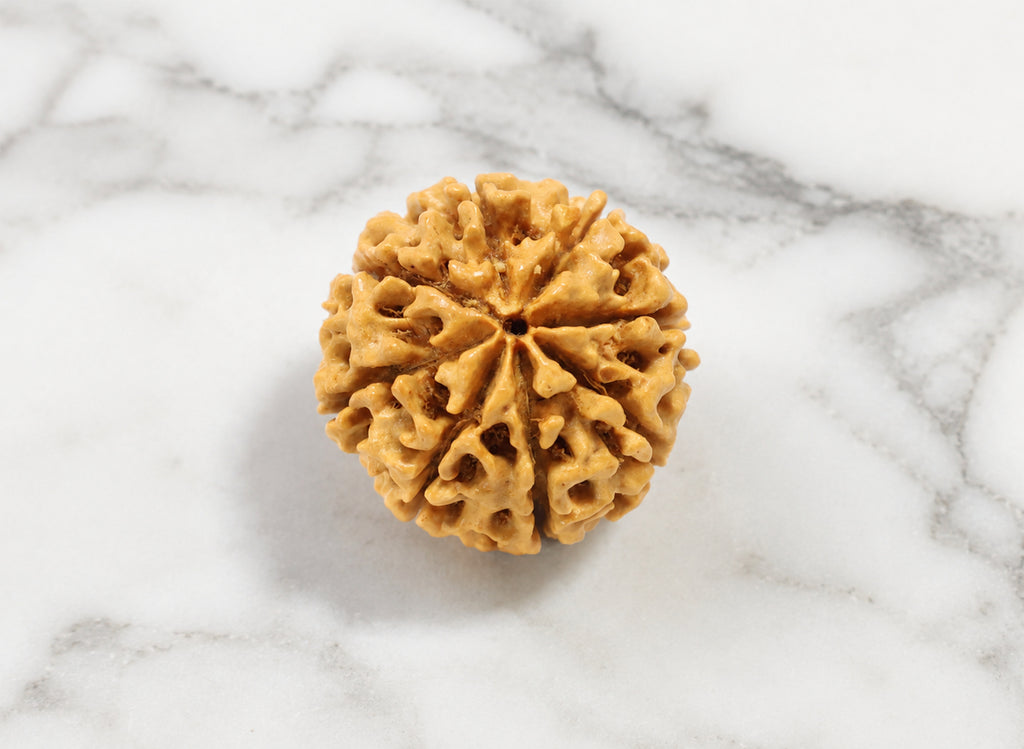 8 Mukhi Hybrid Rudraksha (Nepali)