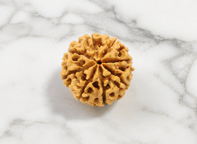 8 Mukhi Hybrid Rudraksha (Nepali)