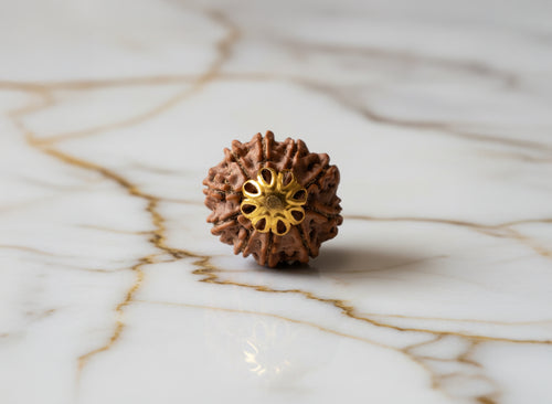 10 Mukhi Rudraksha (Nepali)
