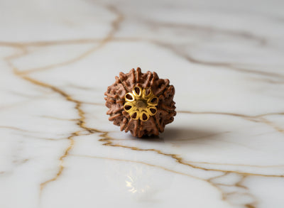 10 Mukhi Rudraksha (Nepali)