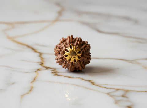10 Mukhi Rudraksha (Nepali)