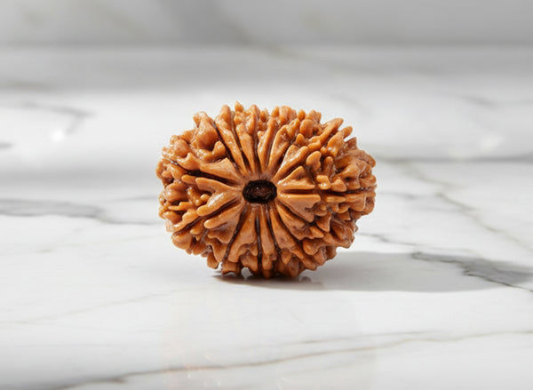 14 Mukhi Rudraksha (Nepali)