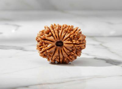 14 Mukhi Rudraksha (Nepali)