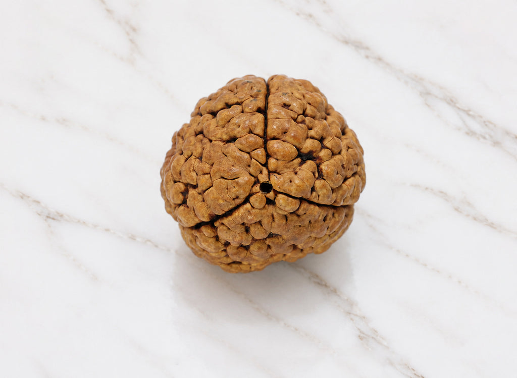 3 Mukhi Hybrid Rudraksha (Nepali)