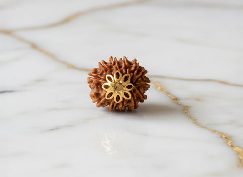 12  Mukhi Rudraksha (Nepali)