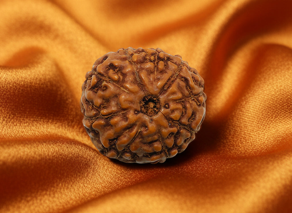 Nau Mukhi- Nine Faced Indo Ruadraksha - Lab Certified
