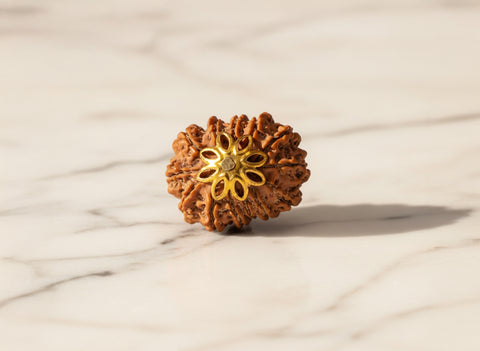 13 Mukhi Rudraksha (Nepali)
