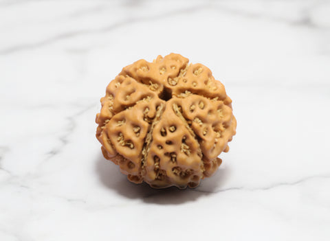 6 Mukhi Rudraksha (Nepali)