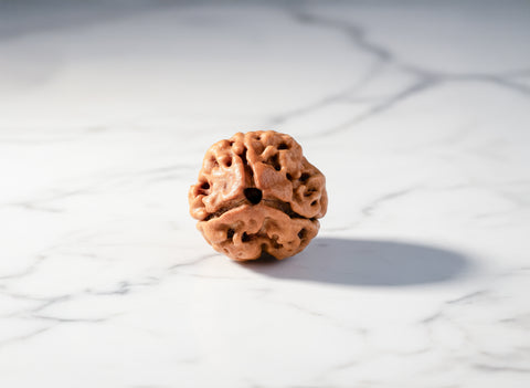 3 Mukhi Indian Original Rudraksha