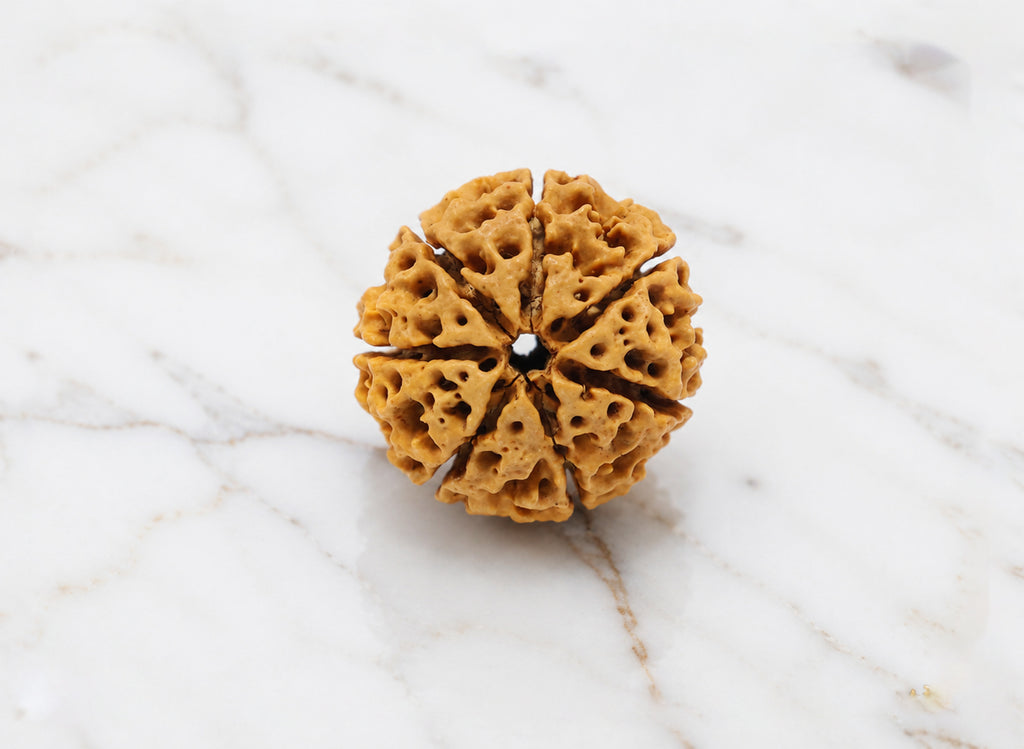 7 Mukhi Hybrid Rudraksha (Nepali)