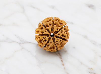 7 Mukhi Hybrid Rudraksha (Nepali)