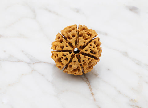 7 Mukhi Hybrid Rudraksha (Nepali)