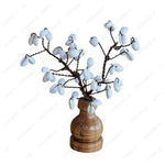 Rudraksha Tree (54 Beads Kaudi Tree)