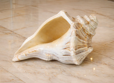 Dakshinavarti Shankh