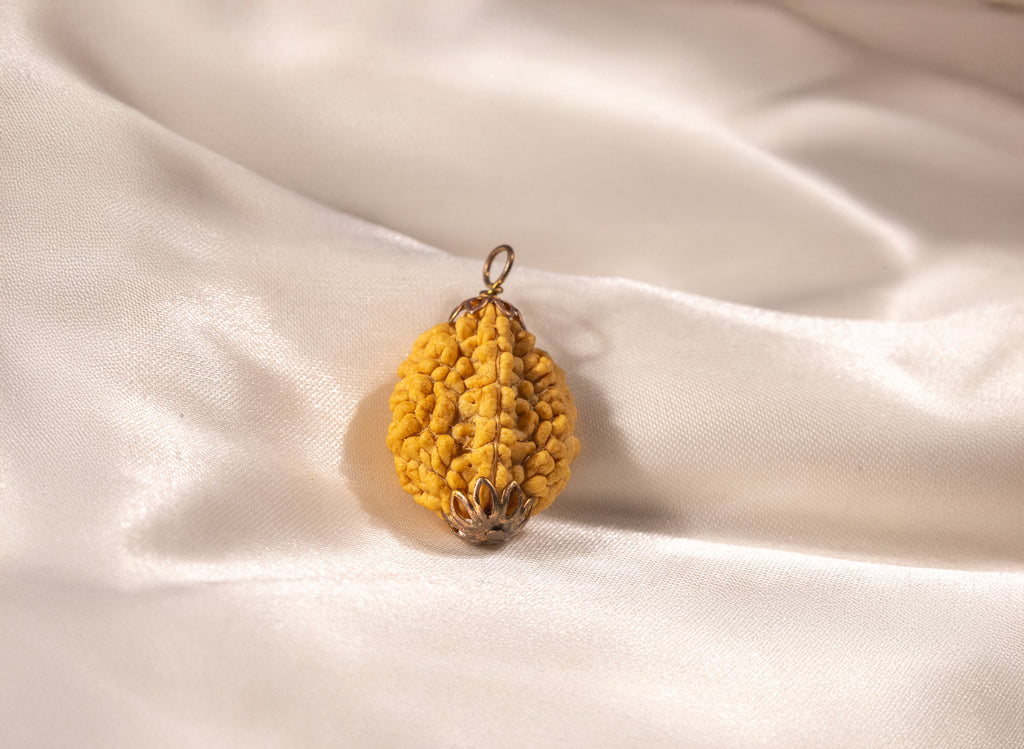 2 mukhi Nepali Rudraksha