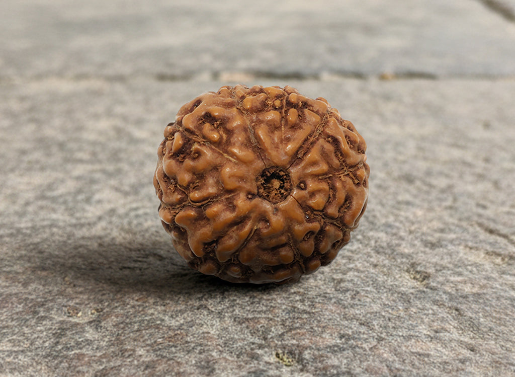 Nau Mukhi- Nine Faced Indo Ruadraksha - Lab Certified