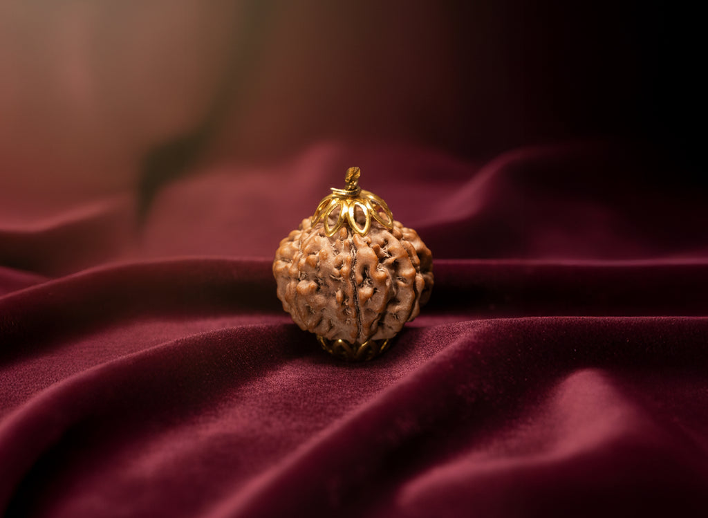 10 Mukhi / Ten Faced Rudraksha - Indo