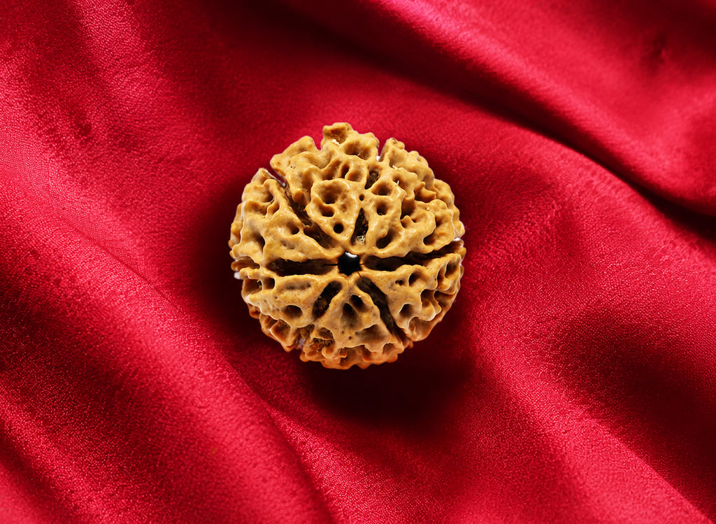 6 Mukhi Hybrid Rudraksha (Nepali)