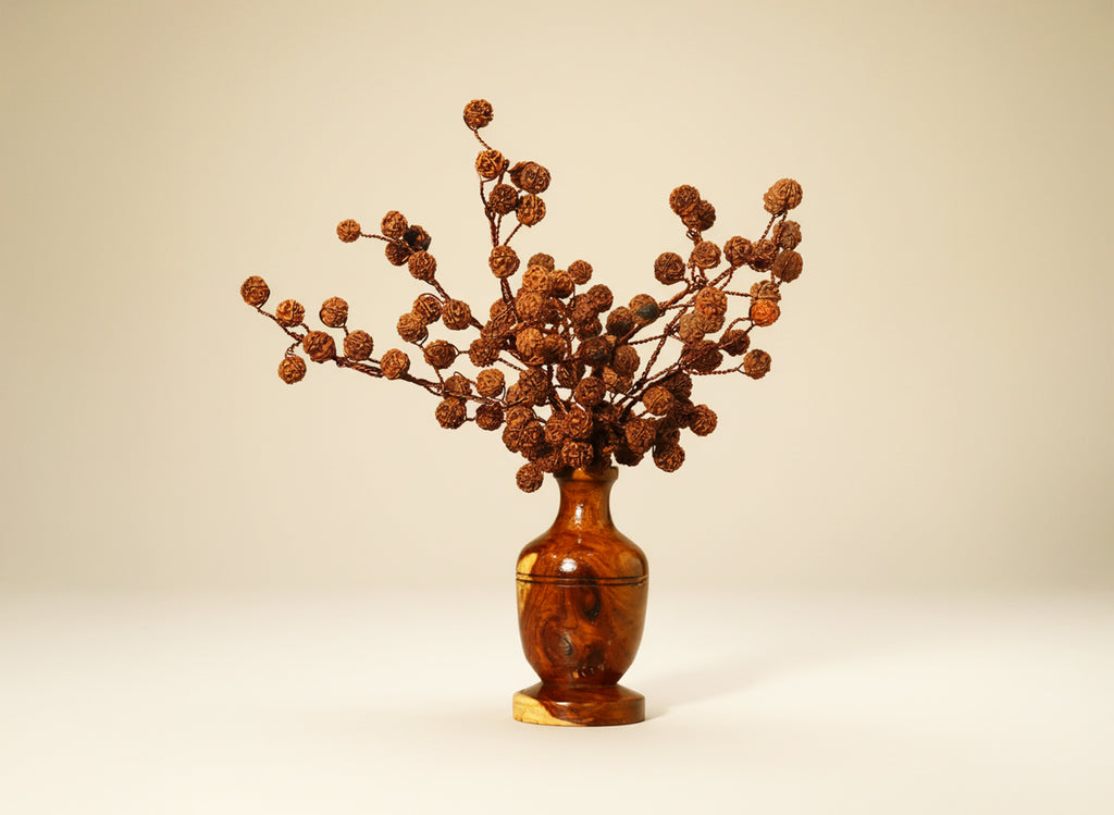 Rudraksha Tree