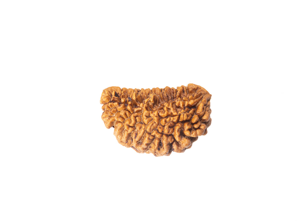 1 Mukhi (Kaju) Rudraksha