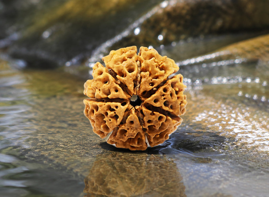 7 Mukhi Hybrid Rudraksha (Nepali)