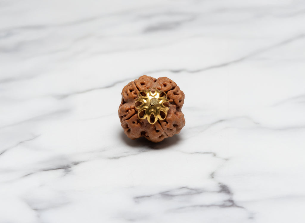 4 Mukhi Original Nepali Rudraksha