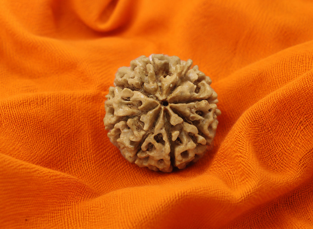 8 Mukhi Hybrid Rudraksha (Nepali)