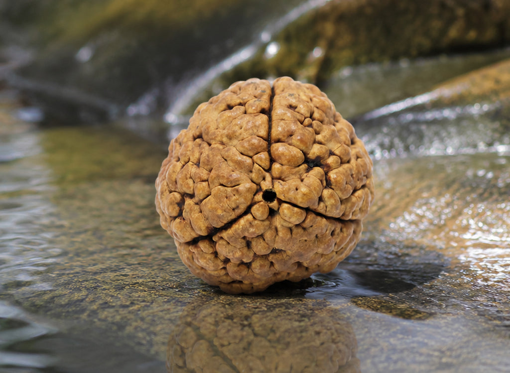 3 Mukhi Hybrid Rudraksha (Nepali)